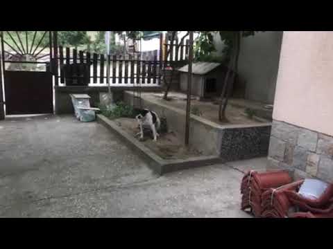 Видео: Неравен размер на зеницата при кучета