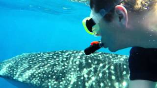 Whale Shark Snorkeling Tour - Maldives