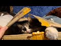 Сово-распаковка загадочной пухлой посылки из Китая и запаковка котика