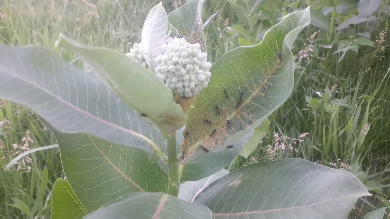 Bugs Monarch Caterpillars Ants Aphids