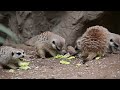 Nom Nom Meerkats