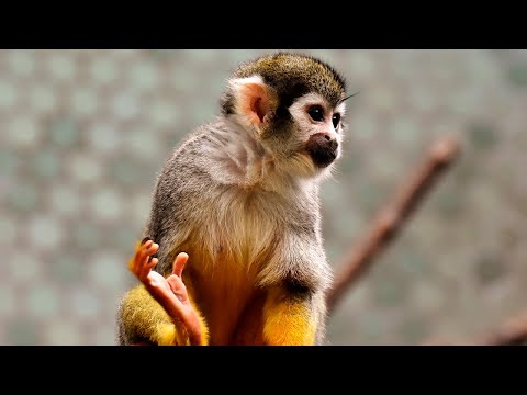 Video: ¿Qué comen los monos capuchinos?