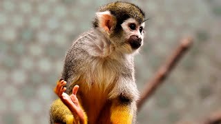 🐒 ¿Qué COMEN los MONOS CAPUCHINOS? - Animales Salvajes