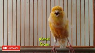 Download lagu MEWAH!! MASTERAN KENARI PALING DI CARI KICAU MANIA