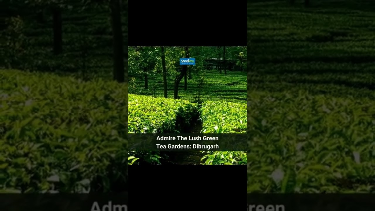 Things to do in Assam | Travel tips | SmotPro India Things to do in Assam | Travel tips | SmotPro India