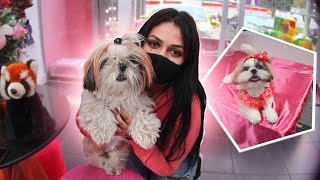 Um Dia De Beleza Para Minha Cachorra