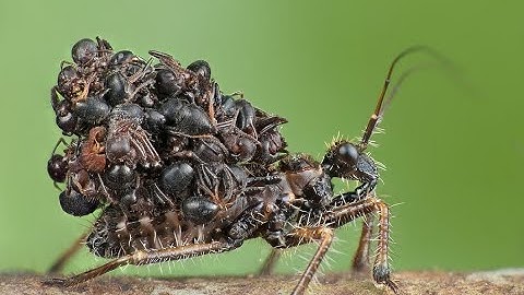 ant-mimicking assassin bug