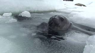 Are Some Weddell Seal Pups Couch Potatoes?