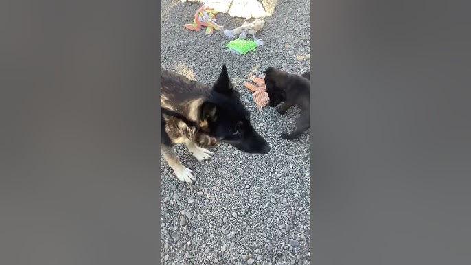 How To Potty Train A German Shepherd Dog? Expert Tips Revealed