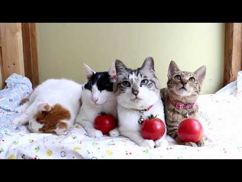 トマトのせ猫 1901 ねこ動画 Nekovideo Blog