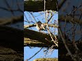 Beautiful Song Thrush in the Spring Sun