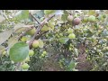 Miss India Kul er Update || মিস ইন্ডিয়া কুলের আপডেট @Dasghara Fruits Garden (23/12/2024)