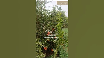 #سورة الفاتحة #اكسبلور #المصحف #لايك #الرحمن #ورك
