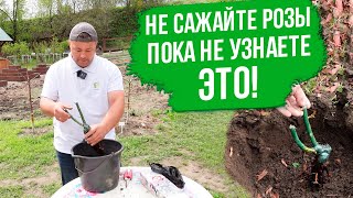 Посадка розы весной в открытый грунт. Как правильно сажать розу из коробки.