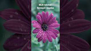 Download Lagu Qs.At-takatsur dan artinya (Syaikh Mishari Rashid Alafasy) MP3