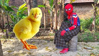 Drama Spiderman Joget Sunat diberi hadiah, bebek lucu,bebek bebek,ayam warna warni,kelinci lucu