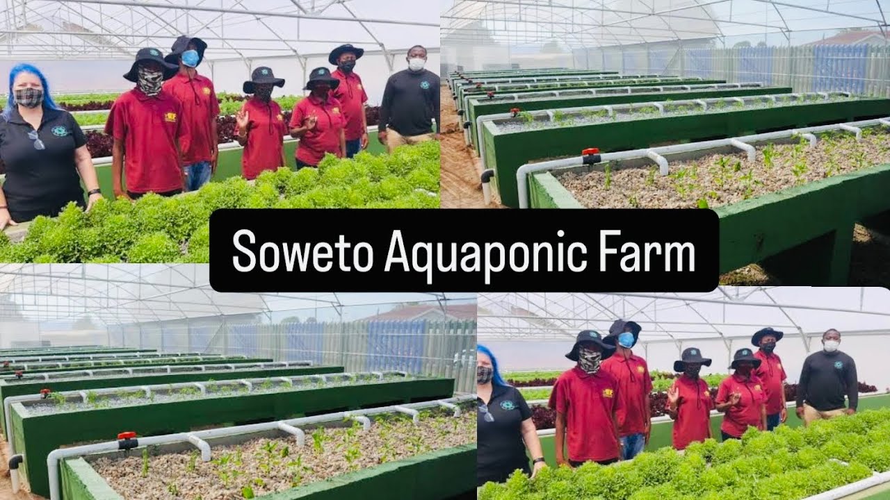 Transforming Soweto: Ultimate Aquaponic Farming & Nursery Secrets Revealed! 🌱 | Evergrow Seeding