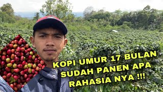 Kopi gayo ateng super umur 17 bulan milik pak udah sudah panen berkali-kali apa rahasia nya !!!
