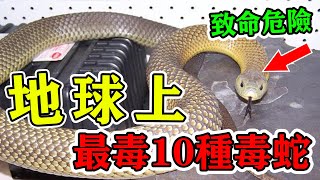 地球上最毒的10種毒蛇！有種蛇比眼鏡蛇毒20倍，比響尾蛇強300倍！