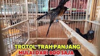 GASS BONGKARAN TROTOL TRAH dan GACORAN