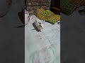 subscribe my channel #kocchop #cute #petrabbit #mrbeast #bunny #rabbit #funnyanimal
