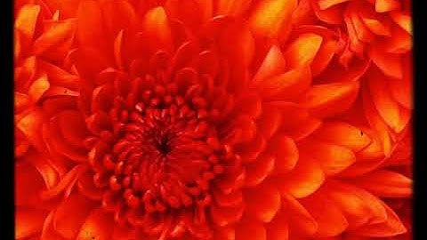 سورة إبراهيم للقارئ نعيم بلال Surah Ibrahim