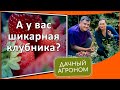 Клубника весной уход подкормка