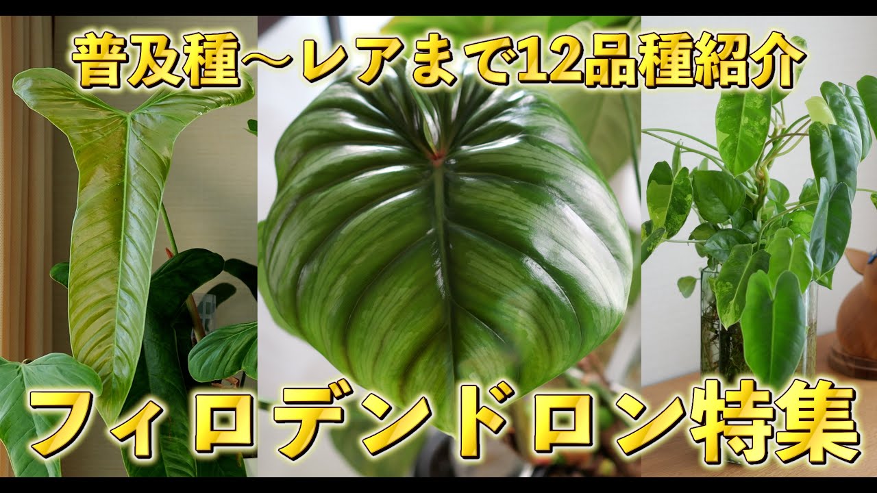 【観葉植物】フィロデンドロン特集｜普及種〜レアまで12品種を紹介｜アロイド