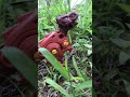 Wadidawww ada t rex monster yang menakutkan