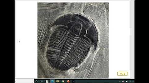 Lesson 7 History of the Earth   Domain 7   Fossils