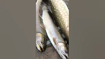 Кунджа и Голец