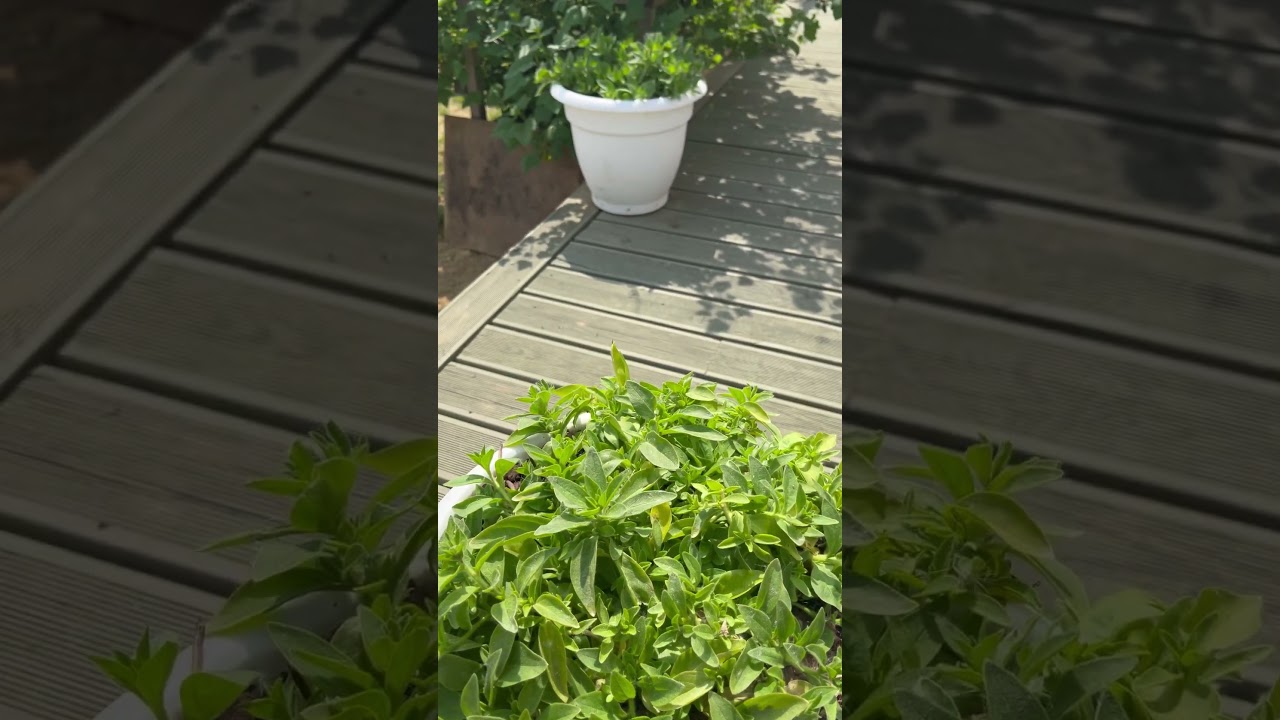 Жду цветения петуний Атлас из семян 🤗 