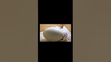 The Miracle of Life: A Bird Egg Hatching Adventure || From Shell to Sky || #shorts #egghatching