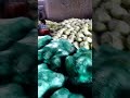 pengemasan kubis (kol) dikirim ke luar kota