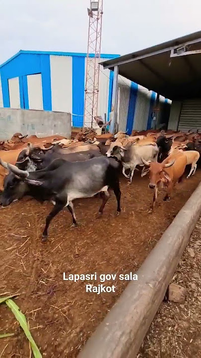 lapasri gov sala, cows videos,  gir gay, #cow #cows #viral #reels #shorts #short #gujrati #gay