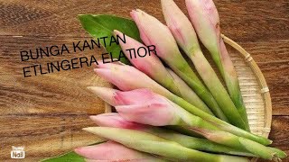 BUNGA KANTAN Etlingera elatior