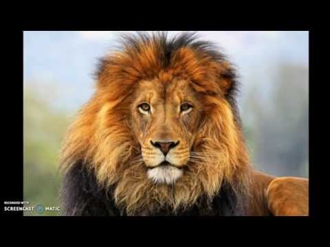 Lion Pictures for kids |  kids learning videos