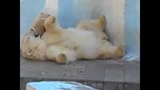 видео с Новосибирского зоопарка белые медведи.(, 2014-05-10T16:38:46.000Z)