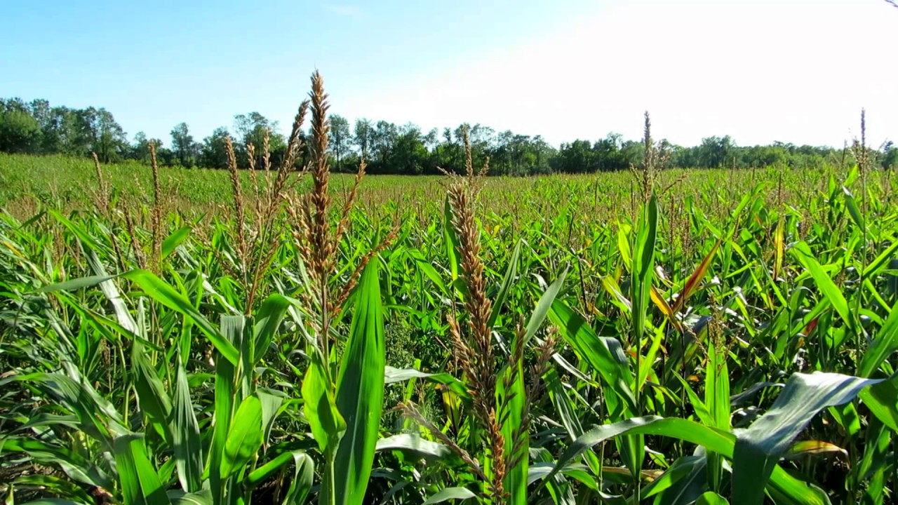 beautycon BIRDS SINGING over CORNFIELD - 1 Hour of COUNTRY BLISS! - Subscribe for more
