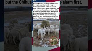 Tiny Chihuahua Saves Sheep From Wolves