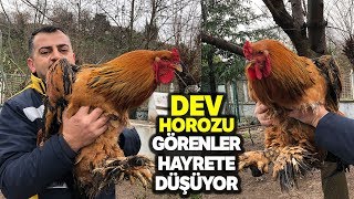 Dev Horoz Tam 6,5 Kilo