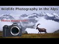 Ibex and Chamois in the Gran Paradiso National Park (Italy)