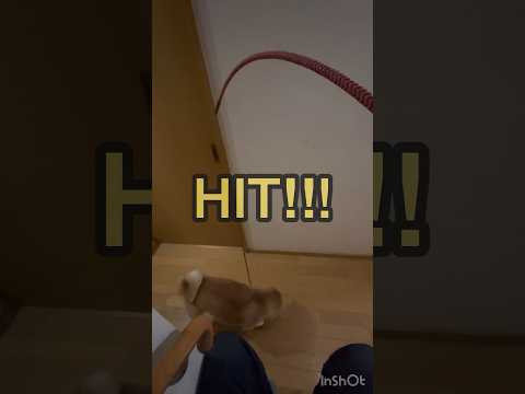 魚餌で柴犬を釣る　#shorts #柴犬 #釣り #fishing