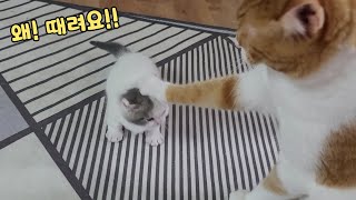 엄마고양이 앞에서 새끼고양이를 때렸을 때 엄마고양이의 반응!ㅎㅎㅎ
