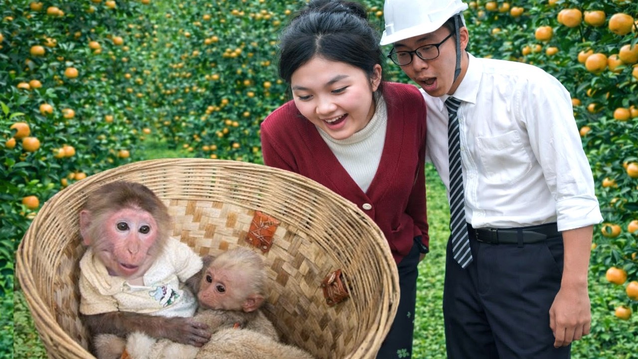 BiBi & LaLa Tried to Run Away and Hide but Were Found by CEO Kien 🐵