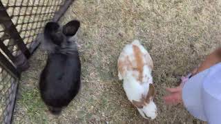 There’s a bunny rabbits 🐇 in the Petting Zoo at Unity Park