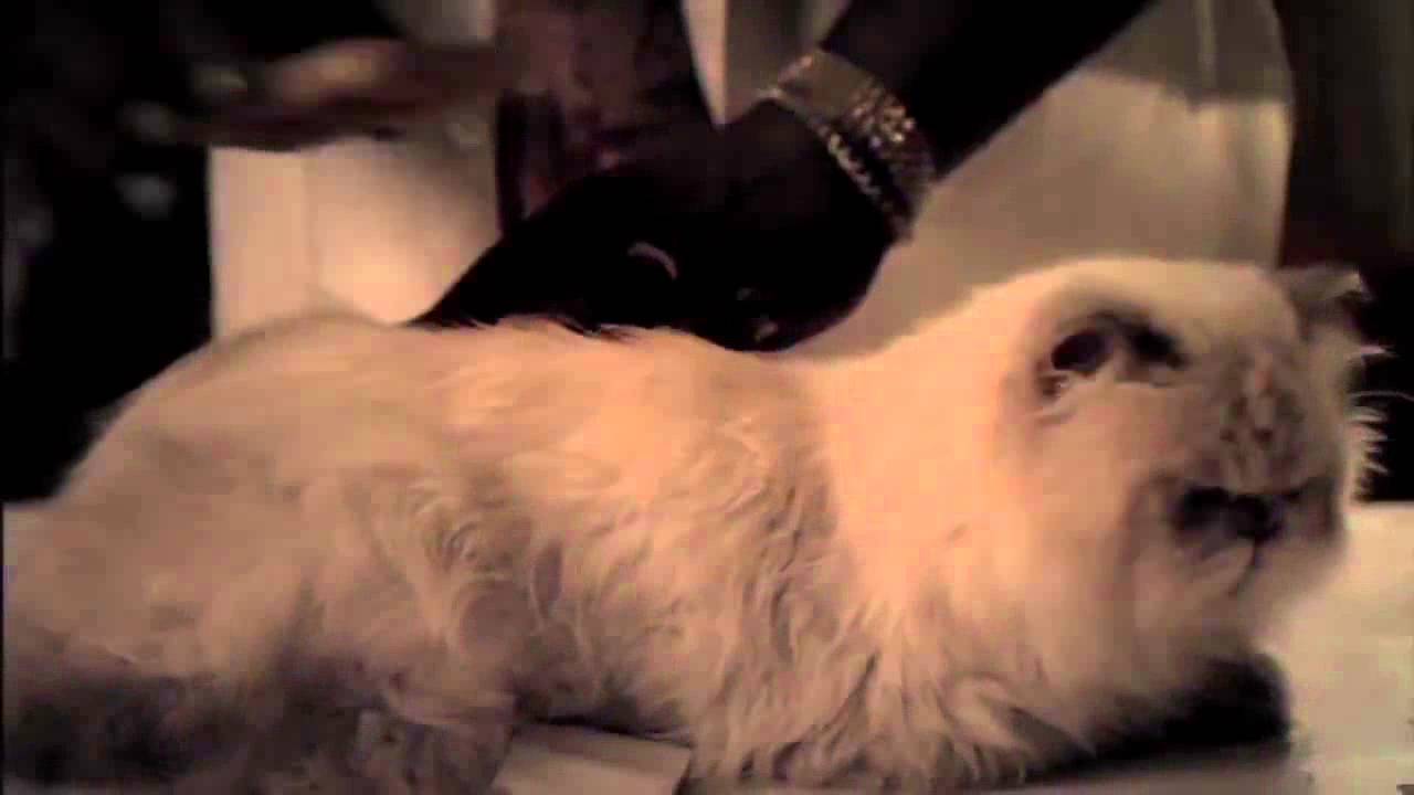 Butter toast cat Perpetuum Mobile! - YouTube