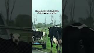 Download Lagu Kälber werden ins Schlachthaus geschickt, damit sie die Milch ihrer Mutter nicht trinken MP3