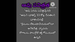 ఆవు పవిత్రత religion ytshorts bhakthi fact 2023