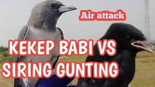 DUEL AIR ATTACK KEKEP BABY VS SIRING GUNTING HITAM